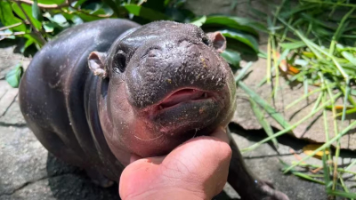 El encanto de Moo Deng: la "bebé" hipopótamo de Tailandia que está robando corazones en internet