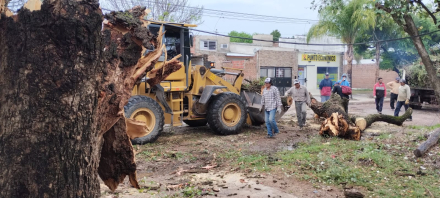arbol caido 4.jfif