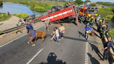 Volcó un camión de ganado y los vecinos faenaron vacas