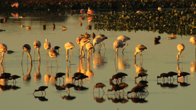 Invitan a participar del primer concurso de fotografía "Aves del Chaco"