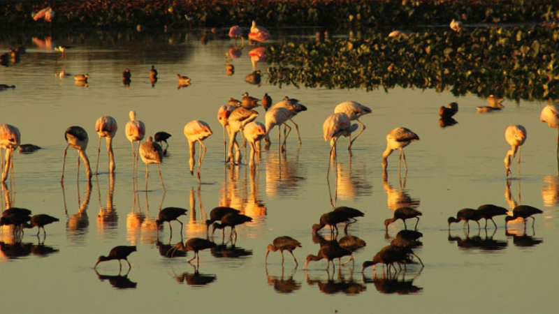 Invitan a participar del primer concurso de fotografía "Aves del Chaco"