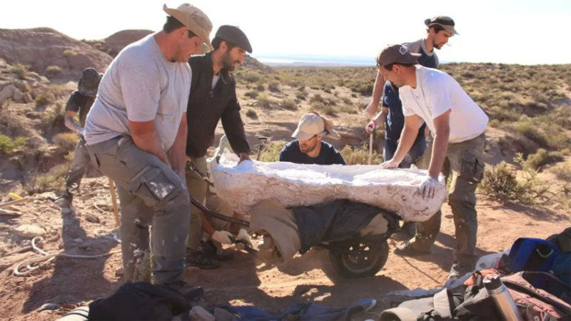 Descubrieron restos fósiles de un dinosaurio en Río Negro