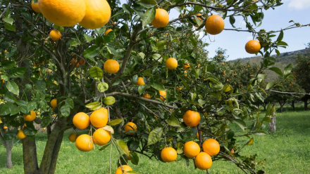 antioxidante.jpg