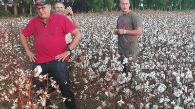 Productores algodoneros, esperanzados en la próxima campaña
