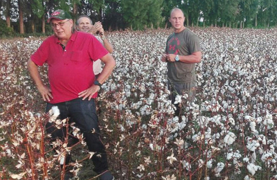 Productores algodoneros, esperanzados en la próxima campaña