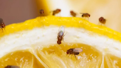 Moscas de la fruta: el modelo innovador para personalizar los tratamientos contra el cáncer