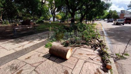 arbol caido octubre 3.jpg