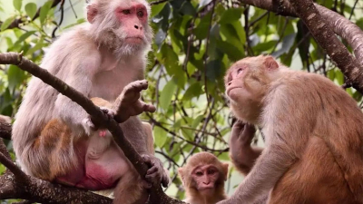 Alertan por el escape de 43 monos de un laboratorio