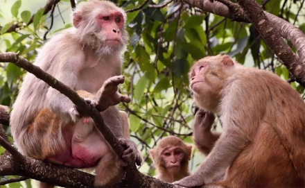 monos.jpg