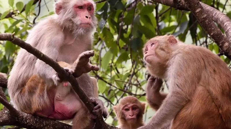 Alertan por el escape de 43 monos de un laboratorio