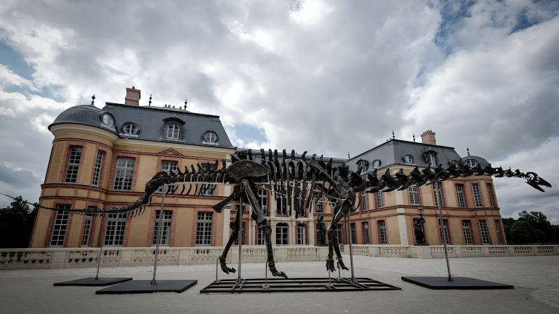 Subastaron un esqueleto de dinosaurio por más de u$s 6 millones