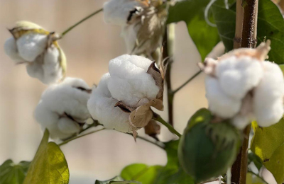 El Inta Sáenz Peña se prepara para hacer historia con la semilla de algodón