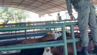 Allanamientos por lavado de activos en un frigorífico de Villa Ángela