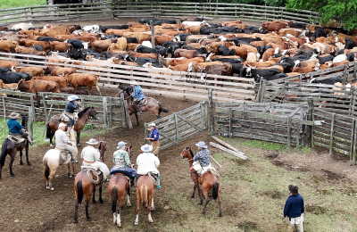 El flagelo que amenaza a los productores rurales en el Chaco