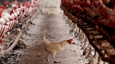 La gripe aviar está más cerca de adquirir potencial pandémico 