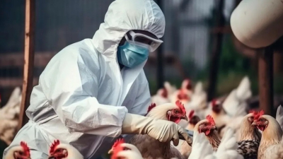 Hay preocupación mundial por la expansión de la gripe aviar