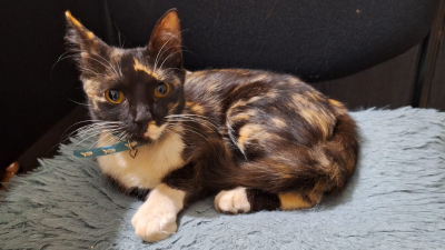 Una gatita extraviada apareció en NORTE