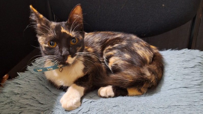 Una gatita extraviada apareció en NORTE