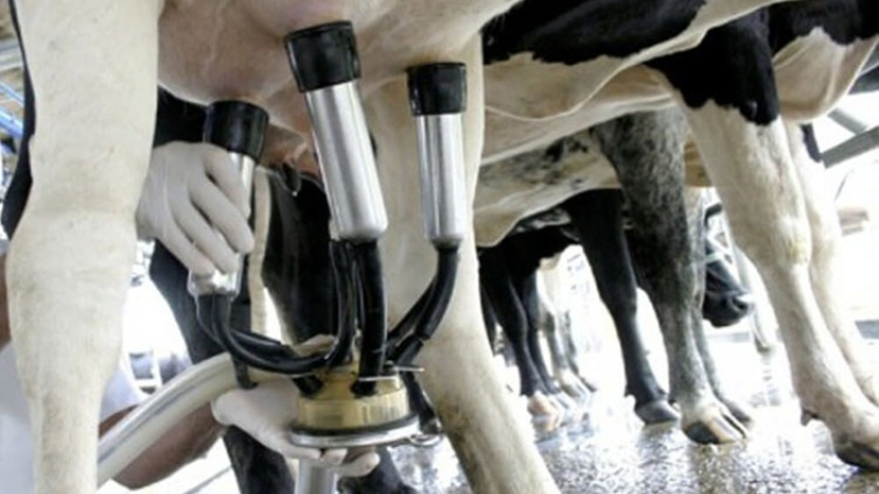 Industriales consideran que el precio de la leche debe bajar  