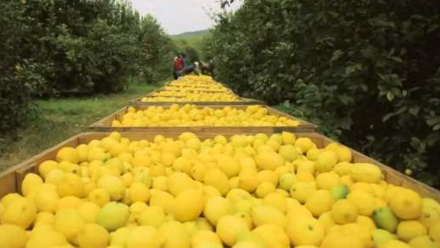 limones.jpg
