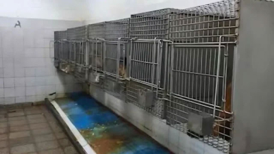 Trasladaron a Sudáfrica a 50 monos hallados en el sótano de un hospital