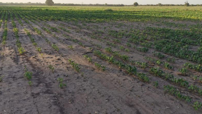 Diputados nacionales impulsan retenciones cero para la producción agropecuaria del Chaco