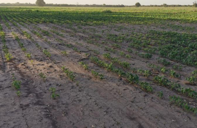 "La agricultura está muy afectada por la sequía prolongada"