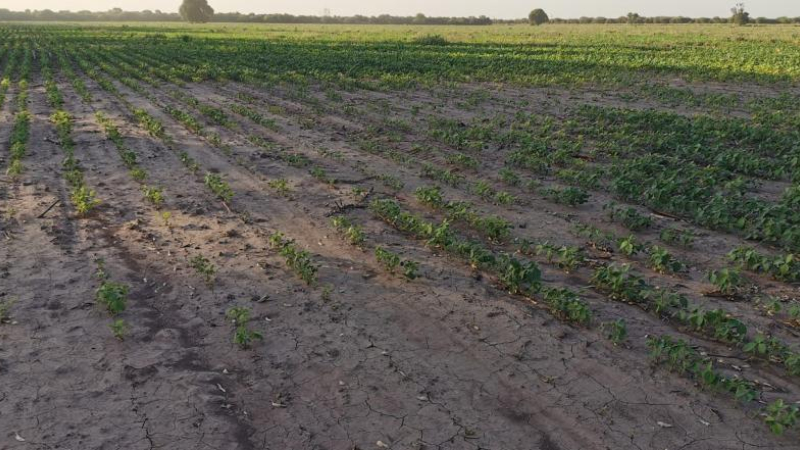 Diputados nacionales impulsan retenciones cero para la producción agropecuaria del Chaco