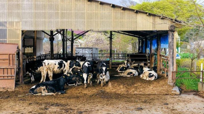 Millones de niños no consumen leche ni productos lácteos regularmente