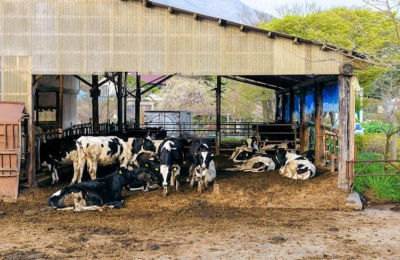 Millones de niños no consumen leche ni productos lácteos regularmente
