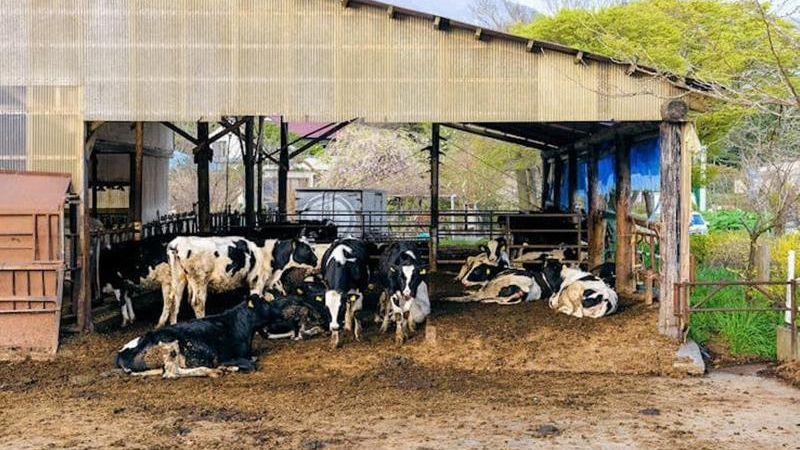 Millones de niños no consumen leche ni productos lácteos regularmente