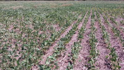 La ola de calor dejará millonarias pérdidas para el Chaco