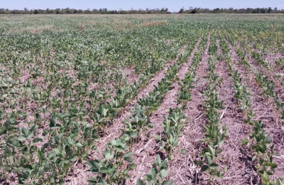 La ola de calor dejará millonarias pérdidas para el Chaco
