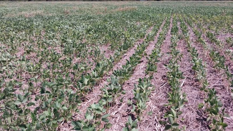 La ola de calor dejará millonarias pérdidas para el Chaco