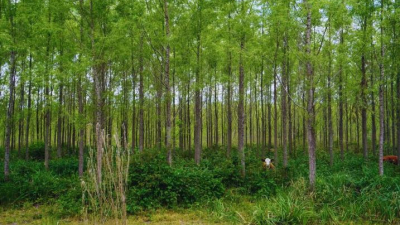 Innovación forestal: nuevos clones de sauce impulsan la industria maderera