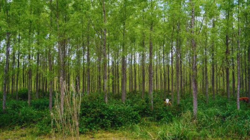Innovación forestal: nuevos clones de sauce impulsan la industria maderera
