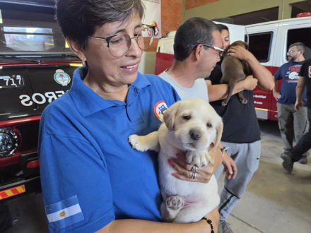 perros labradores 2.jpg