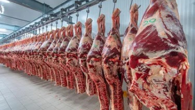 Exportaciones de carne bovina cayeron 36% interanual