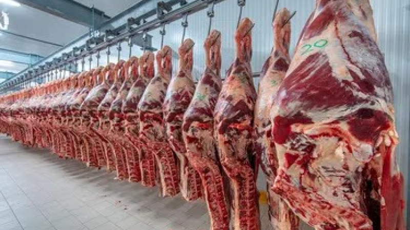 Exportaciones de carne bovina cayeron 36% interanual 