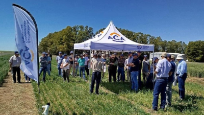 En un contexto internacional favorable, presentan dos nuevas variedades de trigo
