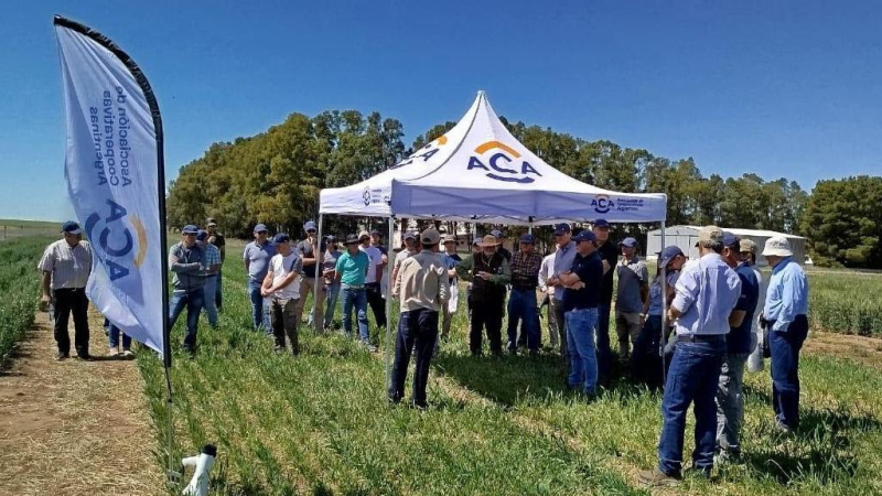 En un contexto internacional favorable, presentan dos nuevas variedades de trigo