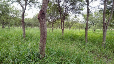 La Nación acreditó la actualización del ordenamiento territorial de bosques