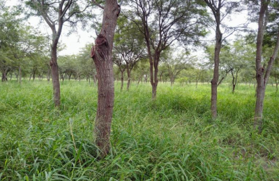 La Nación acreditó la actualización del ordenamiento territorial de bosques