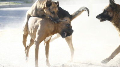 "No es la raza, es el tutor": la norma no se cumple y aumentan los ataques de perros