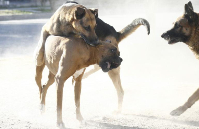 "No es la raza, es el tutor": la norma no se cumple y aumentan los ataques de perros