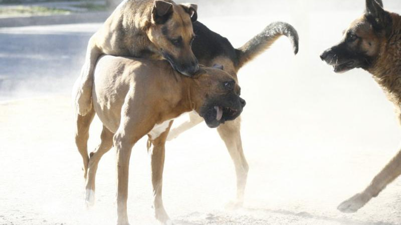 "No es la raza, es el tutor": la norma no se cumple y aumentan los ataques de perros