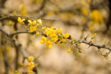 flores de chañar.jpg