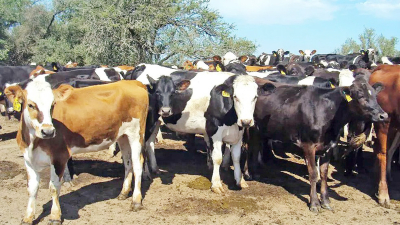 Pautas para el manejo de los rodeos de cría en invierno