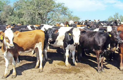 Pautas para el manejo de los rodeos de cría en invierno
