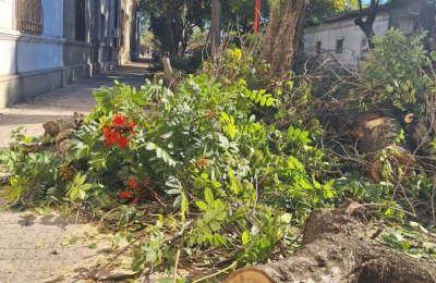 Resistencia se suma a los municipios que erradican el tulipanero africano